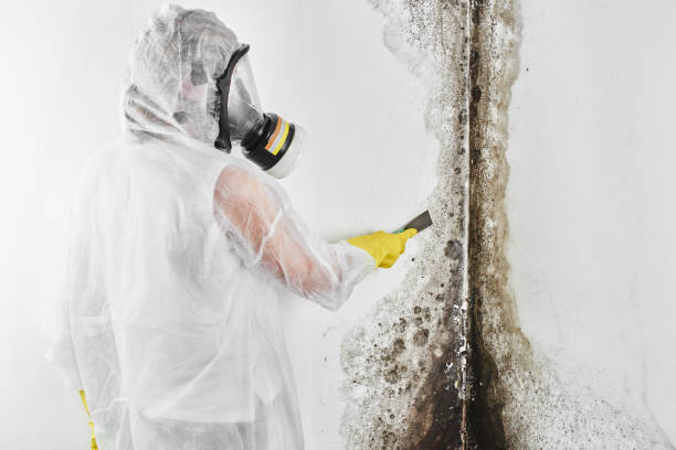 Best Mold Remediation  in Des Allemands, LA