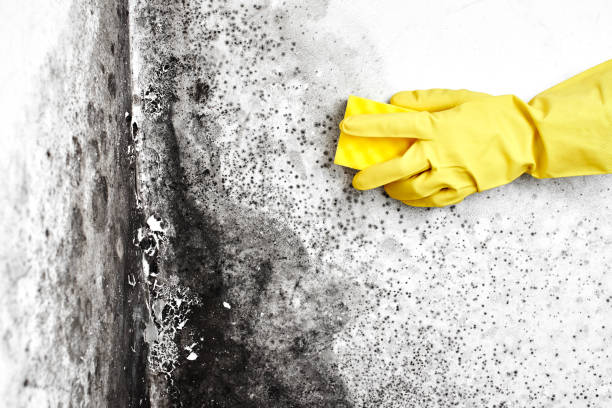 Best Black Mold Removal  in Des Allemands, LA