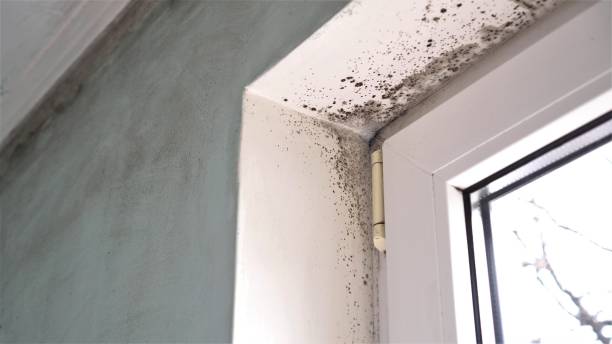 Certified Mold Removal in Des Allemands, LA