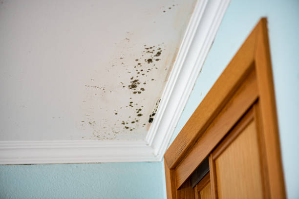 Best Attic Mold Removal  in Des Allemands, LA