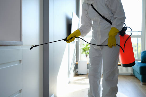 Best Home Mold Removal  in Des Allemands, LA