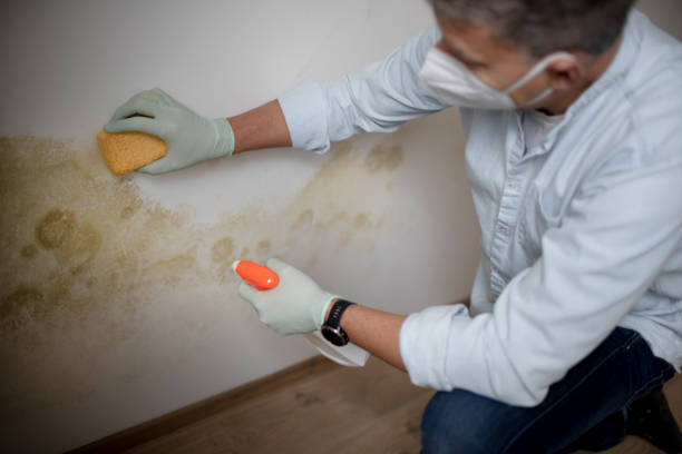 Best Mold Cleaning Services  in Des Allemands, LA