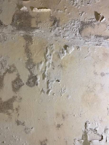 Best Black Mold Removal  in Des Allemands, LA