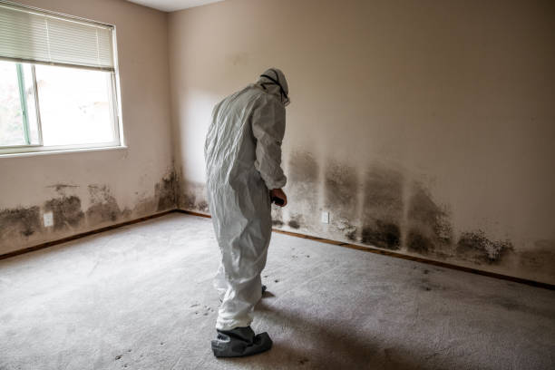 Best Mold Removal Near Me  in Des Allemands, LA
