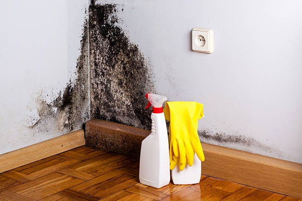 Home Mold Removal in Des Allemands, LA
