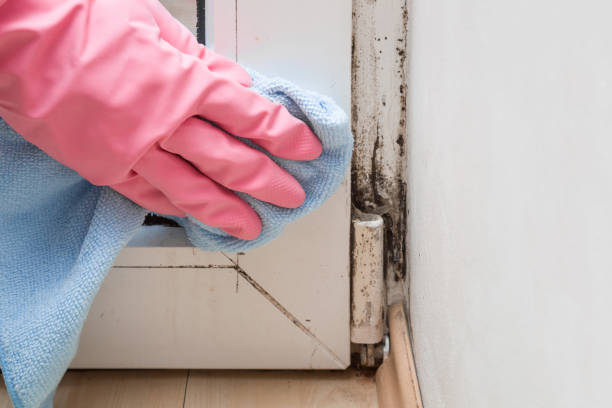 Best Professional Mold Removal  in Des Allemands, LA